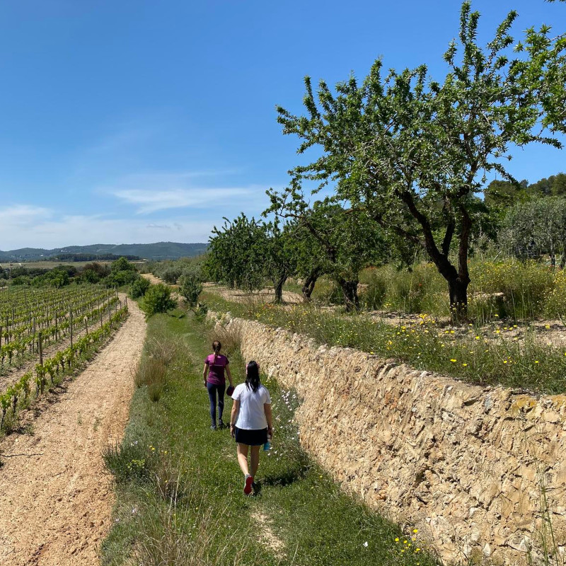 Imatge referent a la ruta de la bisbal entre el puig de la cova fins mas bartomeu