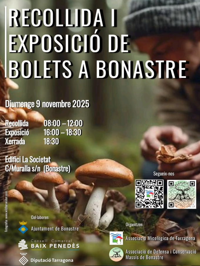 Bolets